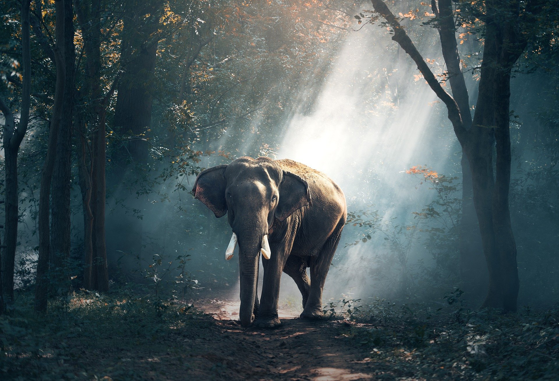 Elephant - tackle big projects one step at a time
